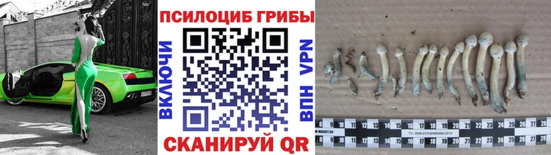 Псилоцибиновые грибы Cubensis Рудня